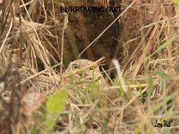 burrowing owl 2